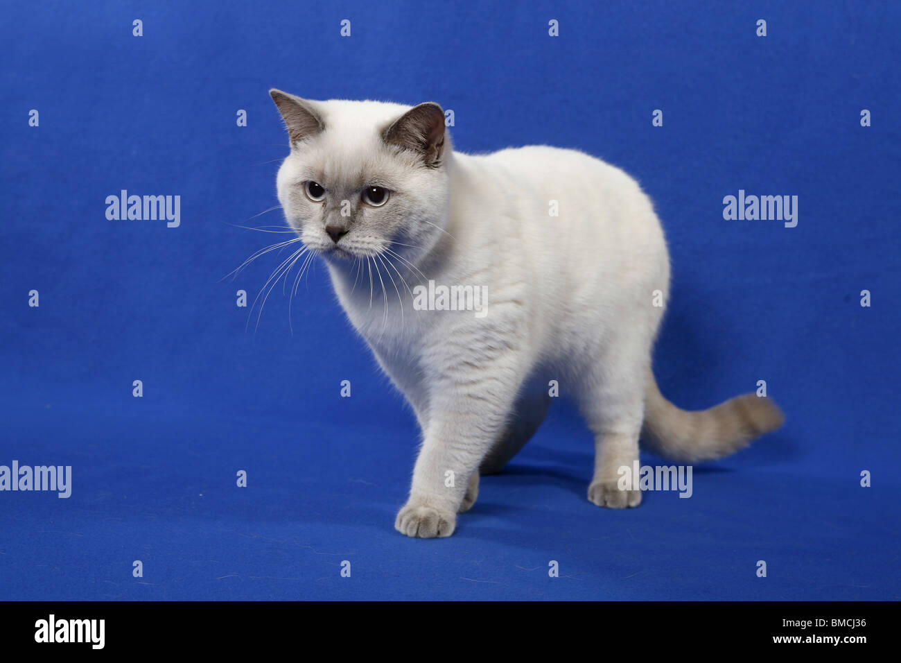 Britisch Kurzhaar / British Shorthair Stock Photo