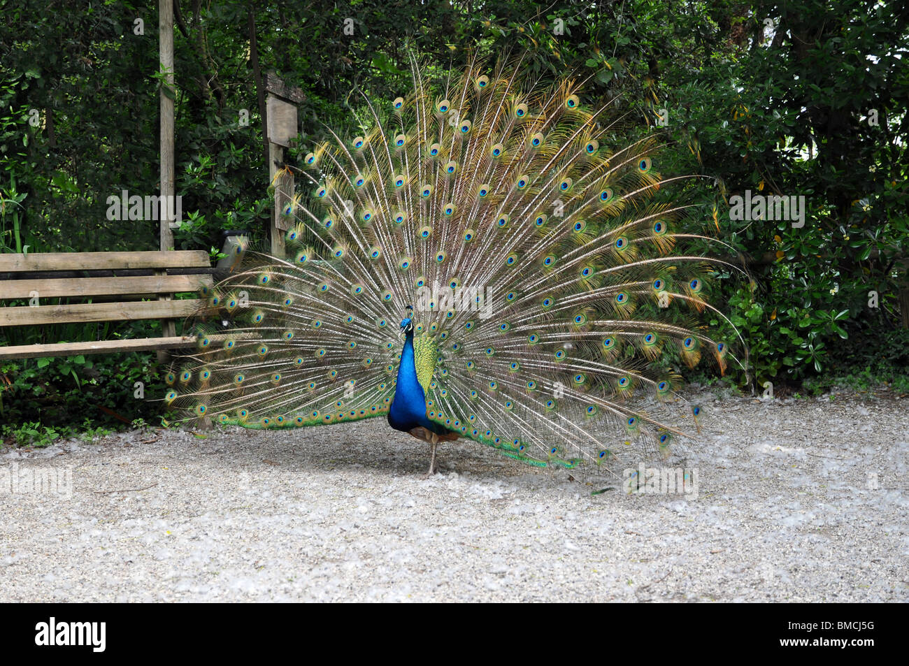 Peacock wheel hires stock photography and images Alamy