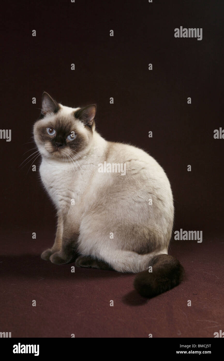 British shorthair chocolate point 2025