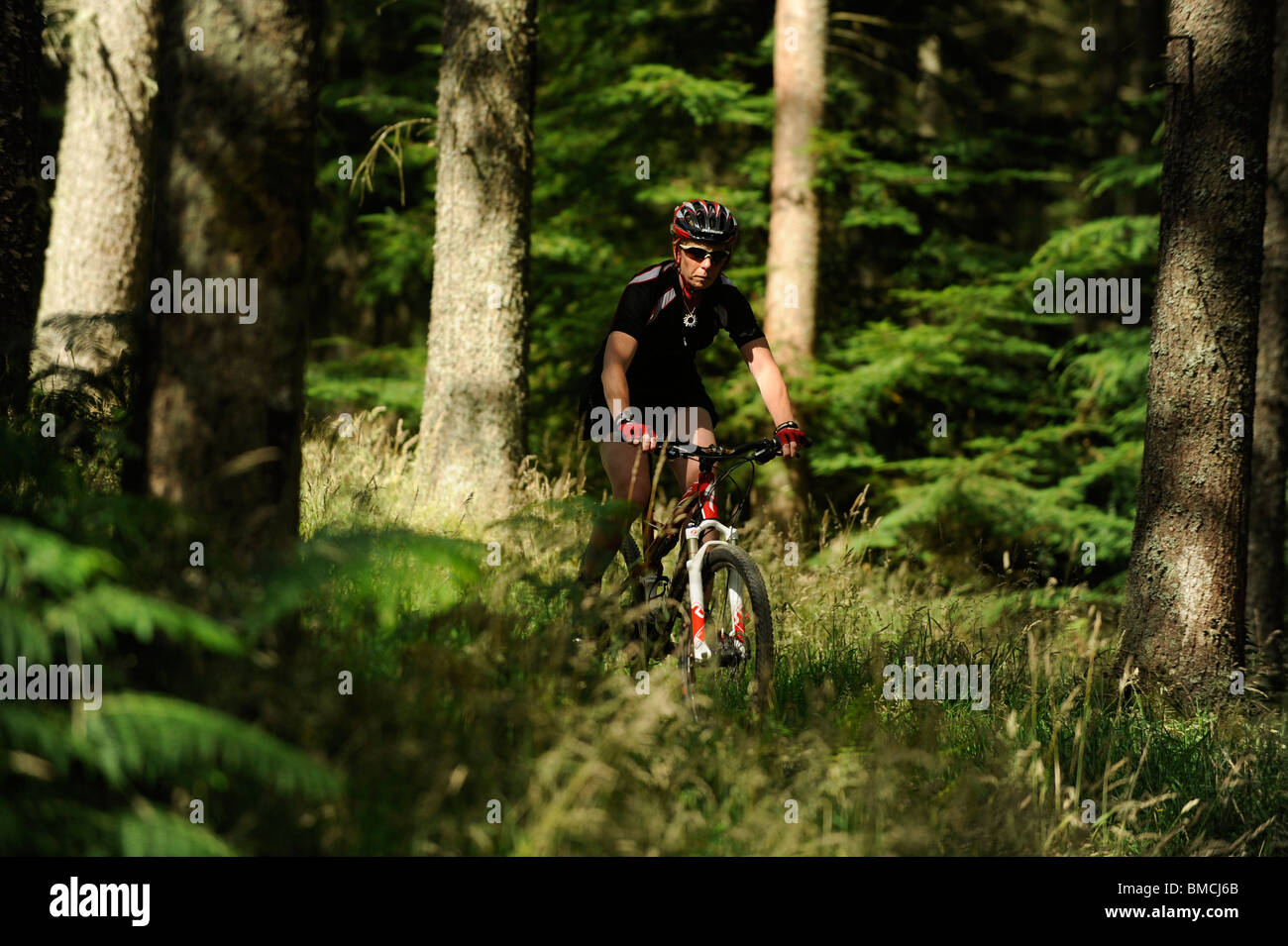 whinlatter forest mountain biking