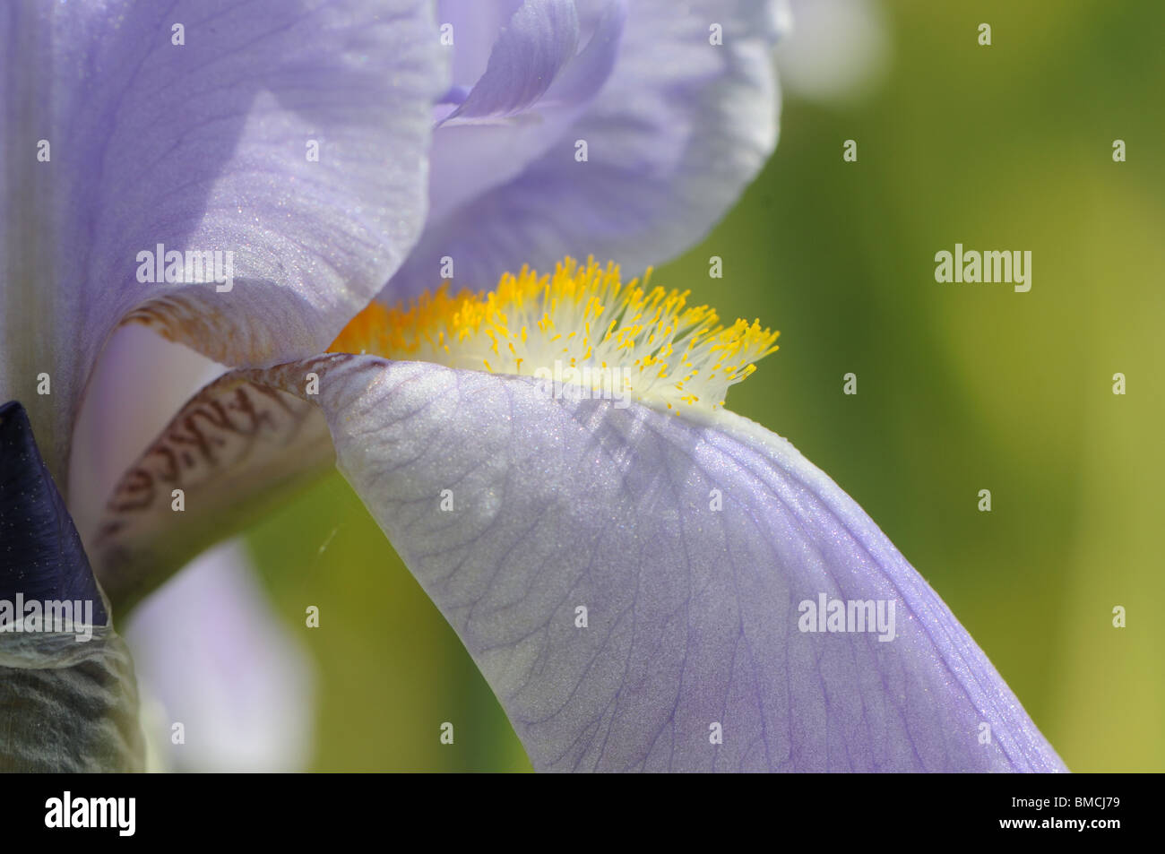 Falls on Iris petal (Iris pallida variegata) Stock Photo