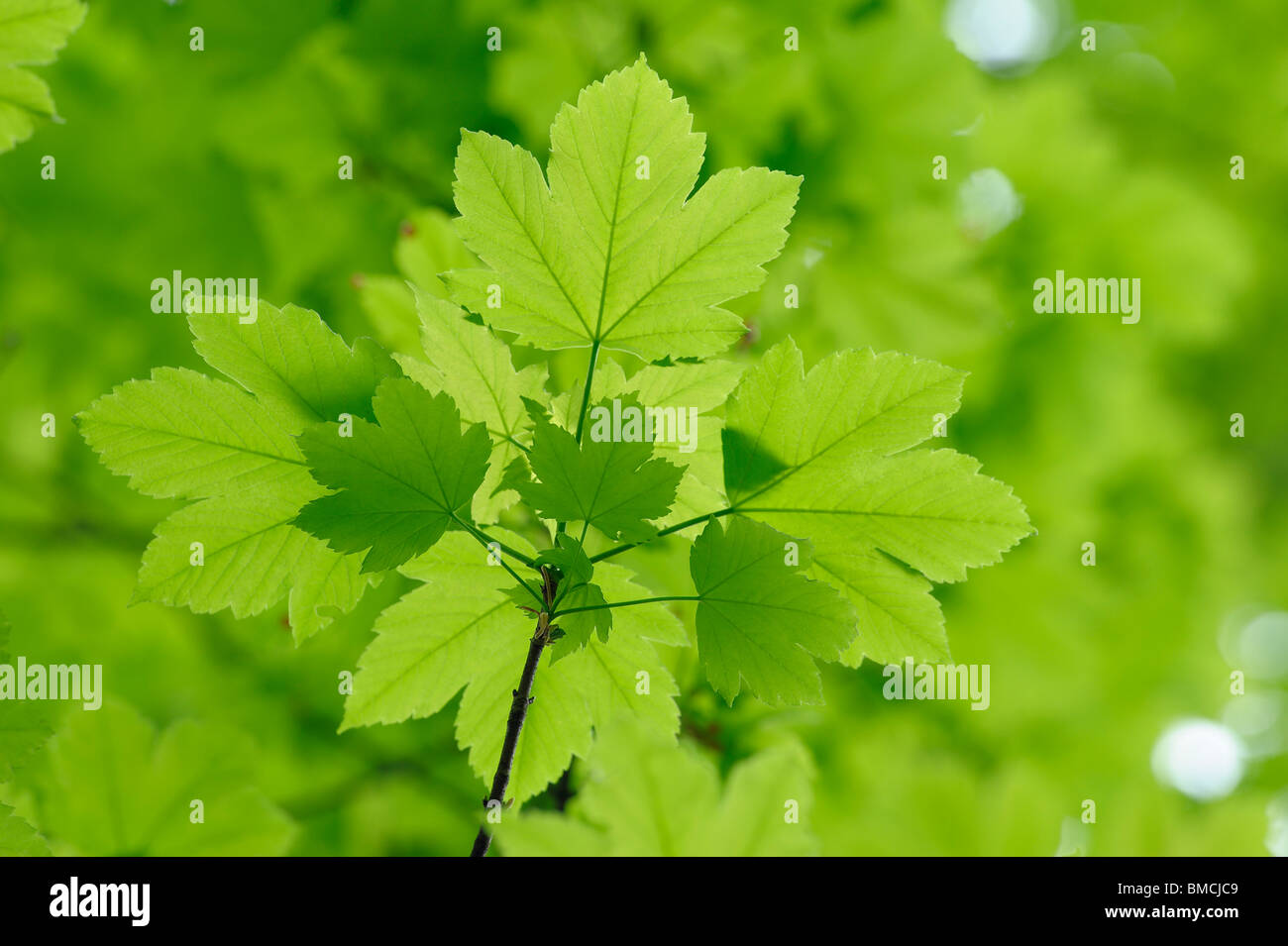 Sycamore Tree Leaves Close Up High Resolution Stock Photography And Images Alamy