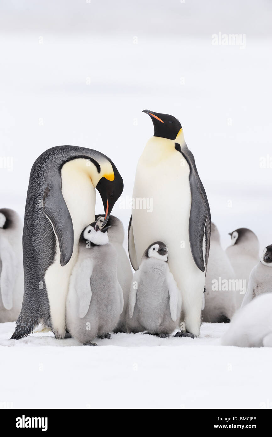 Emperor Penguins, Snow Hill Island, Antarctica Stock Photo