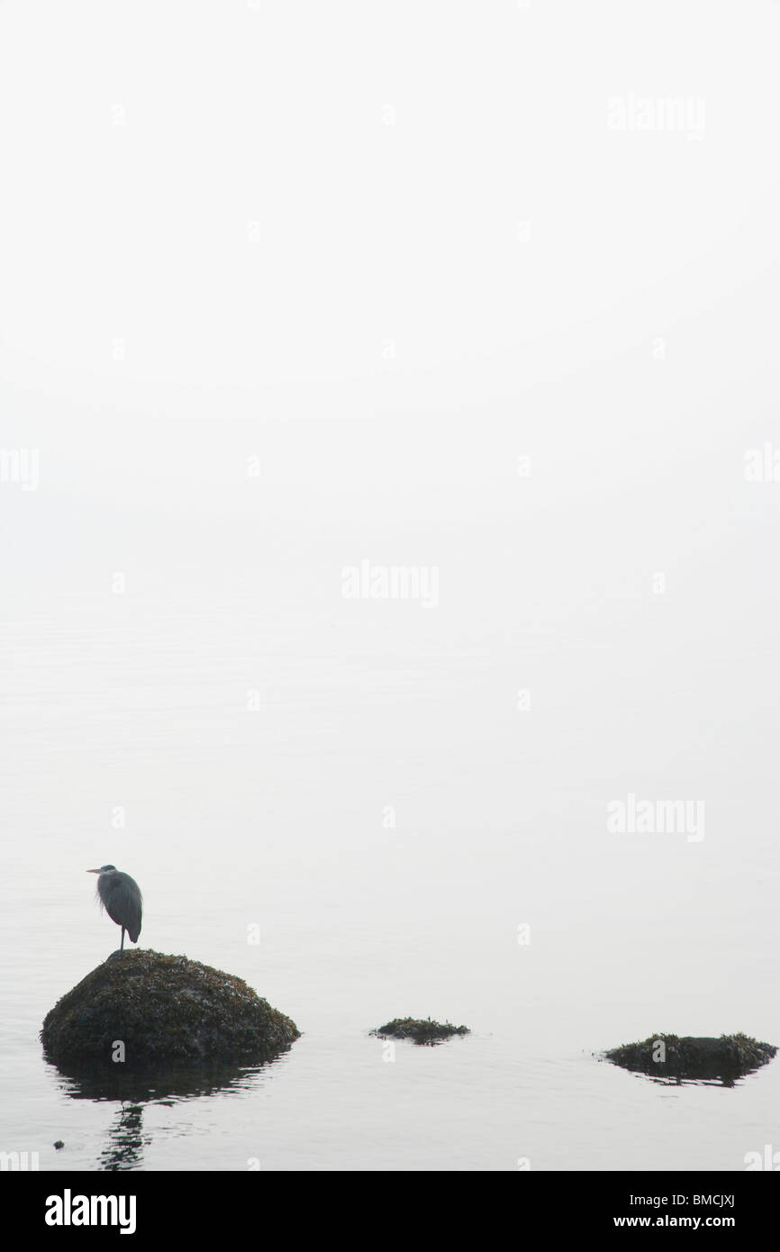 Bird Standing on Rock Stock Photo Alamy