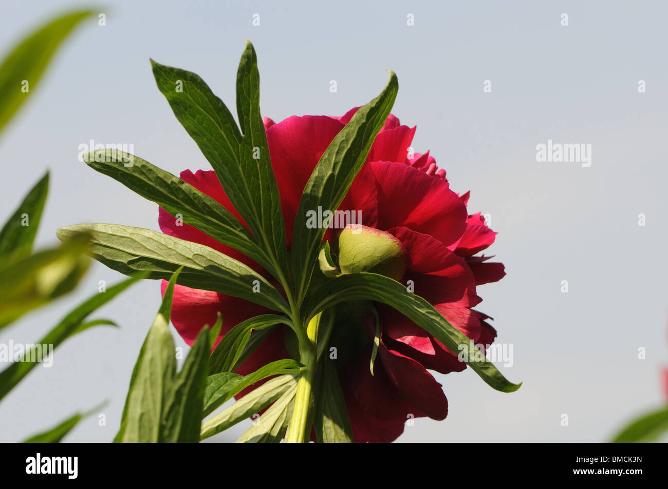 Peony flower Stock Photo