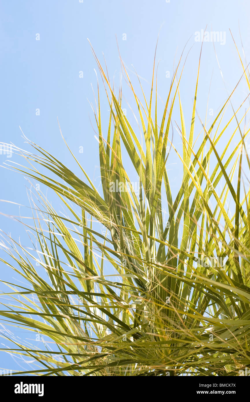 Close-up of Palm Fronds, Hernando Beach, Florida, USA Stock Photo