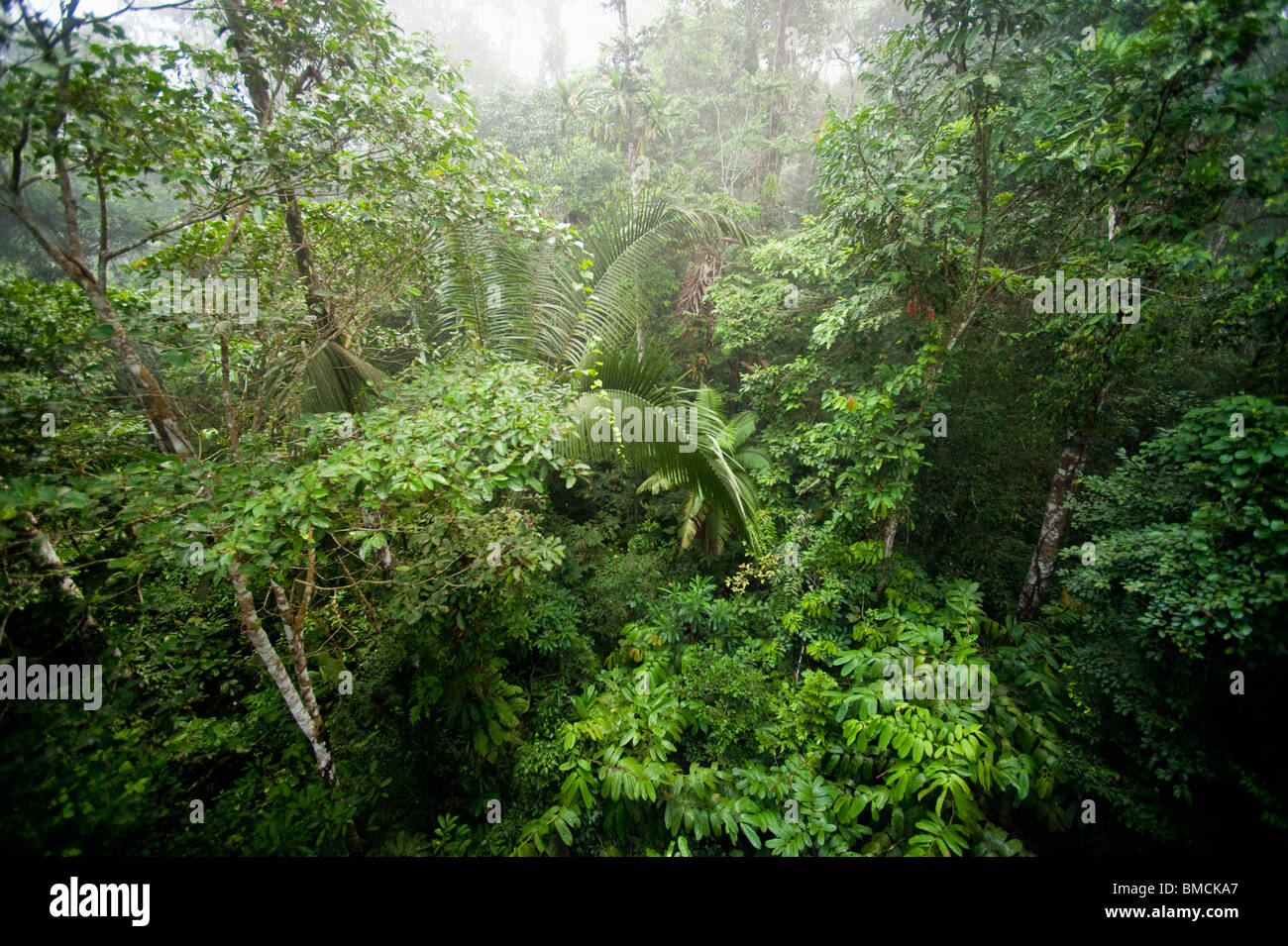 Amazon Rainforest, Sacha Lodge, Ecuador Stock Photo - Alamy