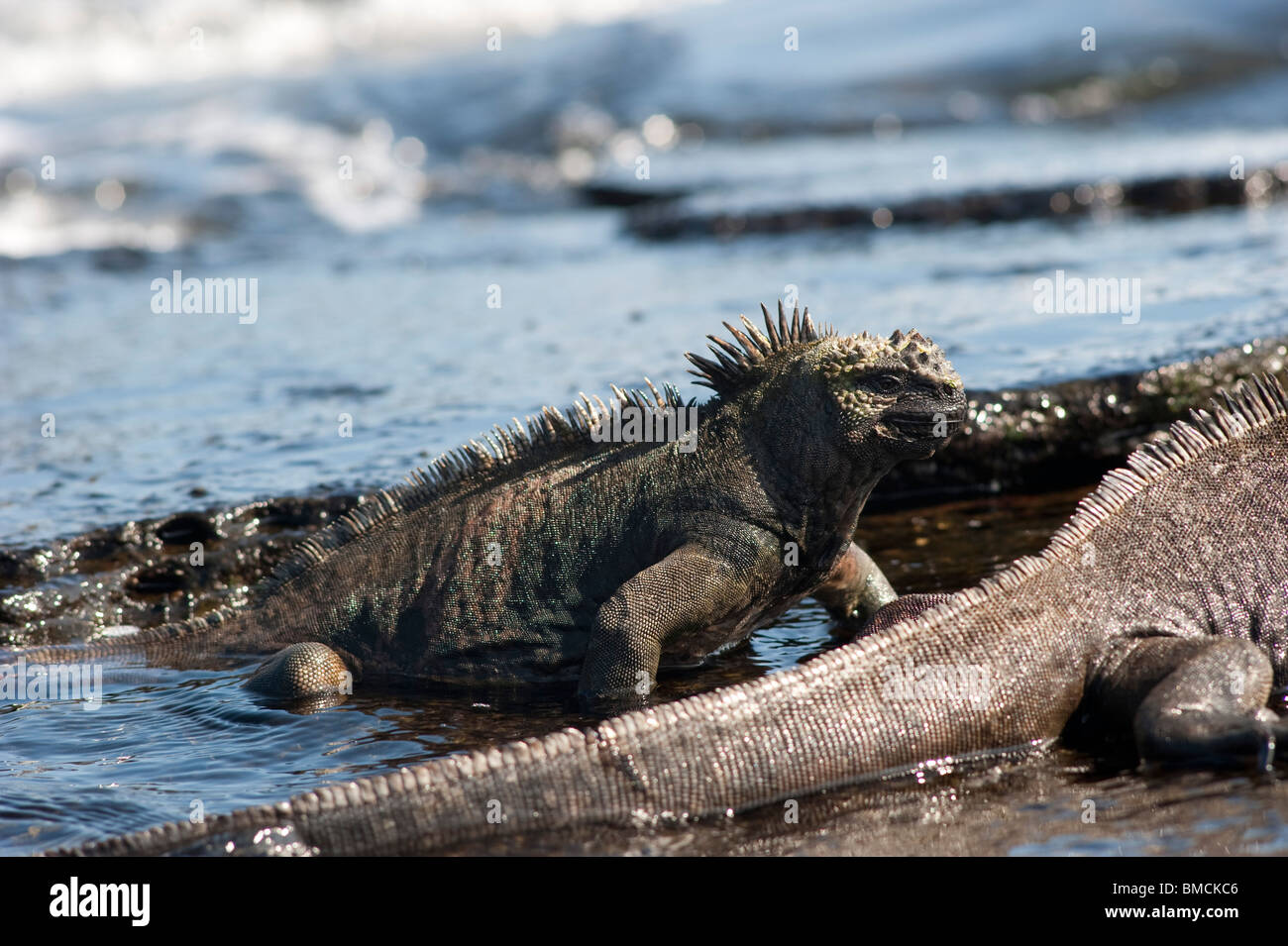 Marine Iguanas, Galapagos Islands, Ecuador Stock Photo - Alamy