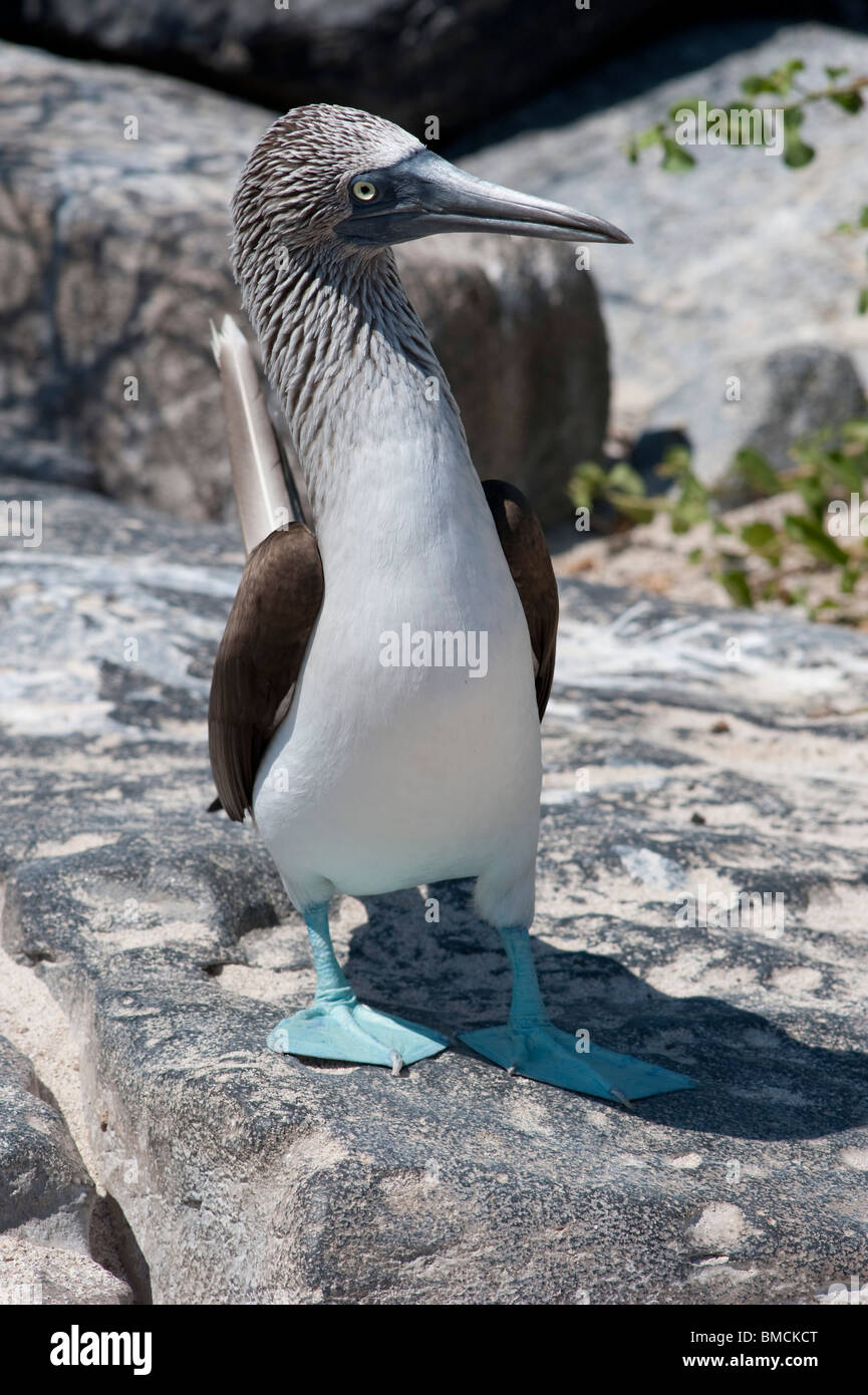 Blue-footed Booby, Isla Espanola, Galapagos Islands, Ecuador Stock Photo