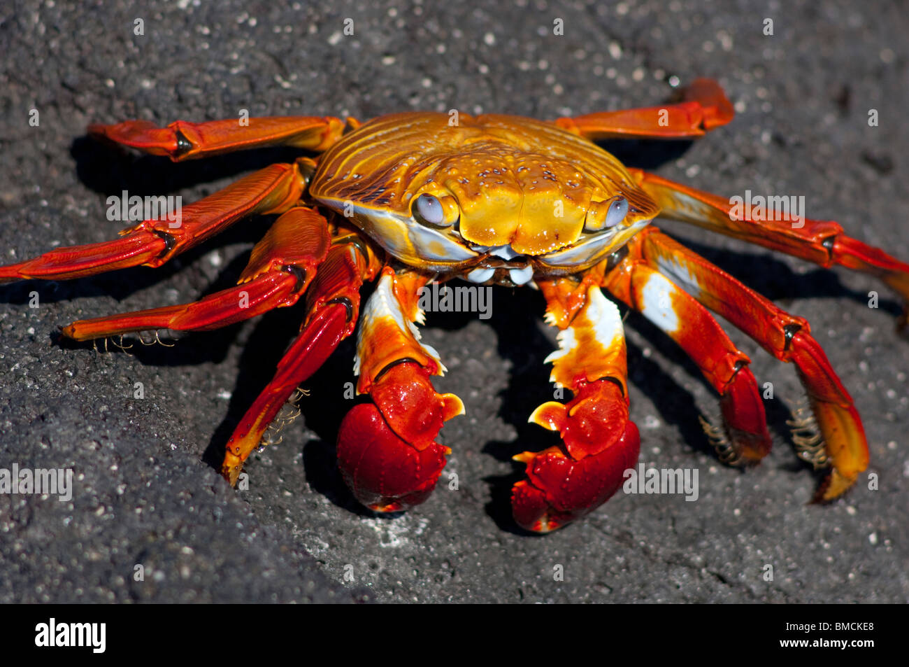 Sally Lightfoot Crab, Galapagos Islands, Ecuador Stock Photo