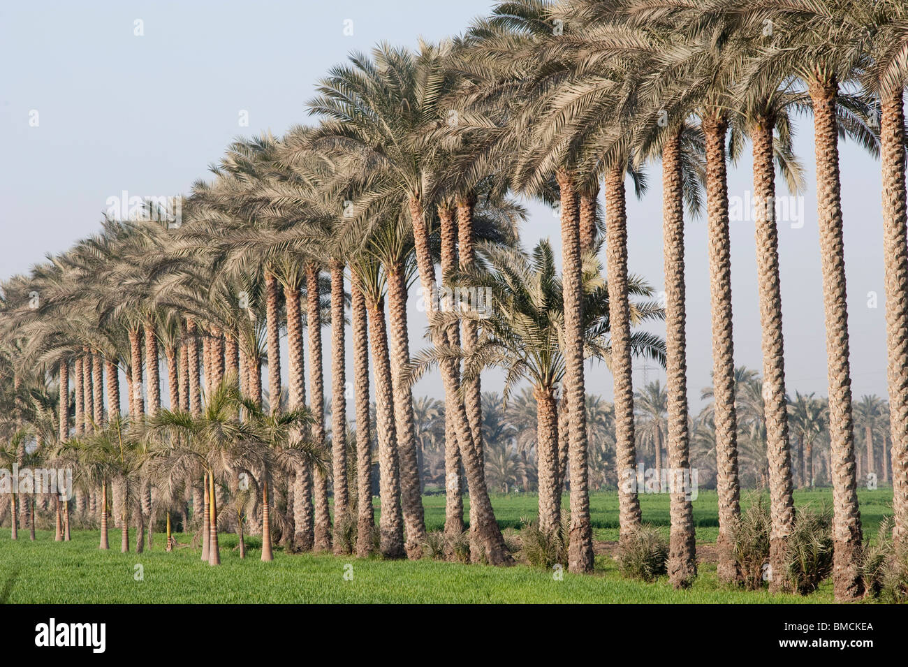 Palm Trees, Egypt Stock Photo Alamy