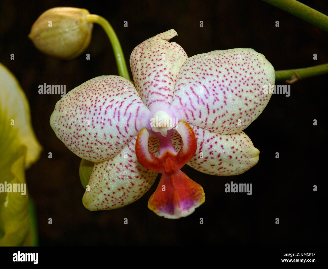 Pink Spotted Doritaenopsis Orchid Stock Photo