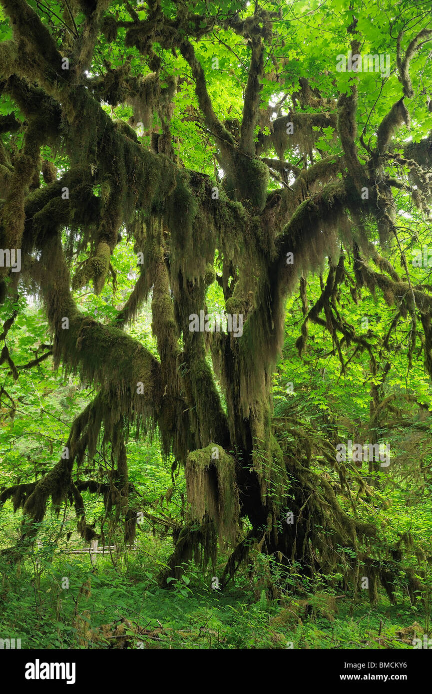Hall of Mosses, Hoh Rain Forest, Olympic National Park, Washington State, USA Stock Photo