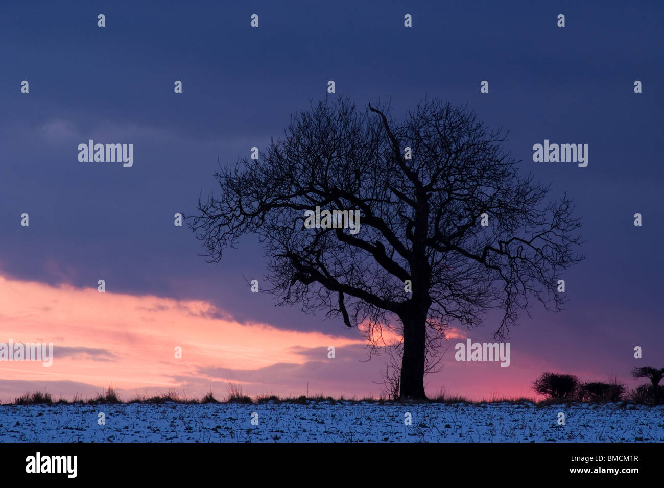 Tree at sunset in a snowy field Stock Photo - Alamy