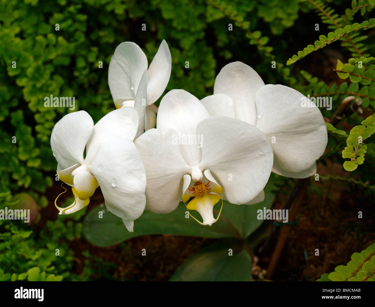 Doritaenopsis orchid. Doritaenopsis is a moth orchid hybrid, a cross with a Phaleanopsis and a Doritis. Stock Photo