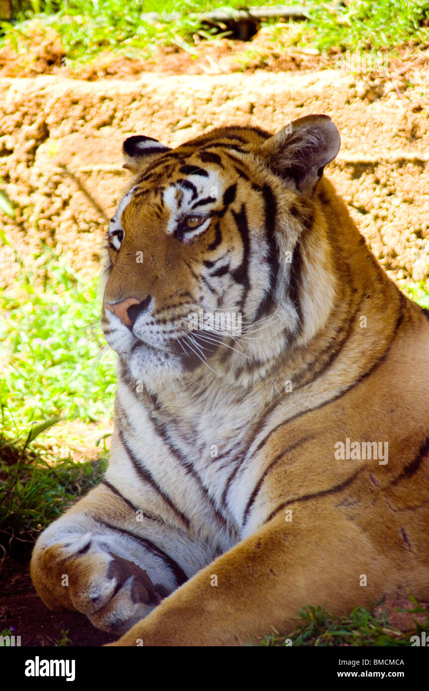 The tiger indian is a carnivorous felid. E 'taken at rest in the shade of a tree in longitudinal Stock Photo