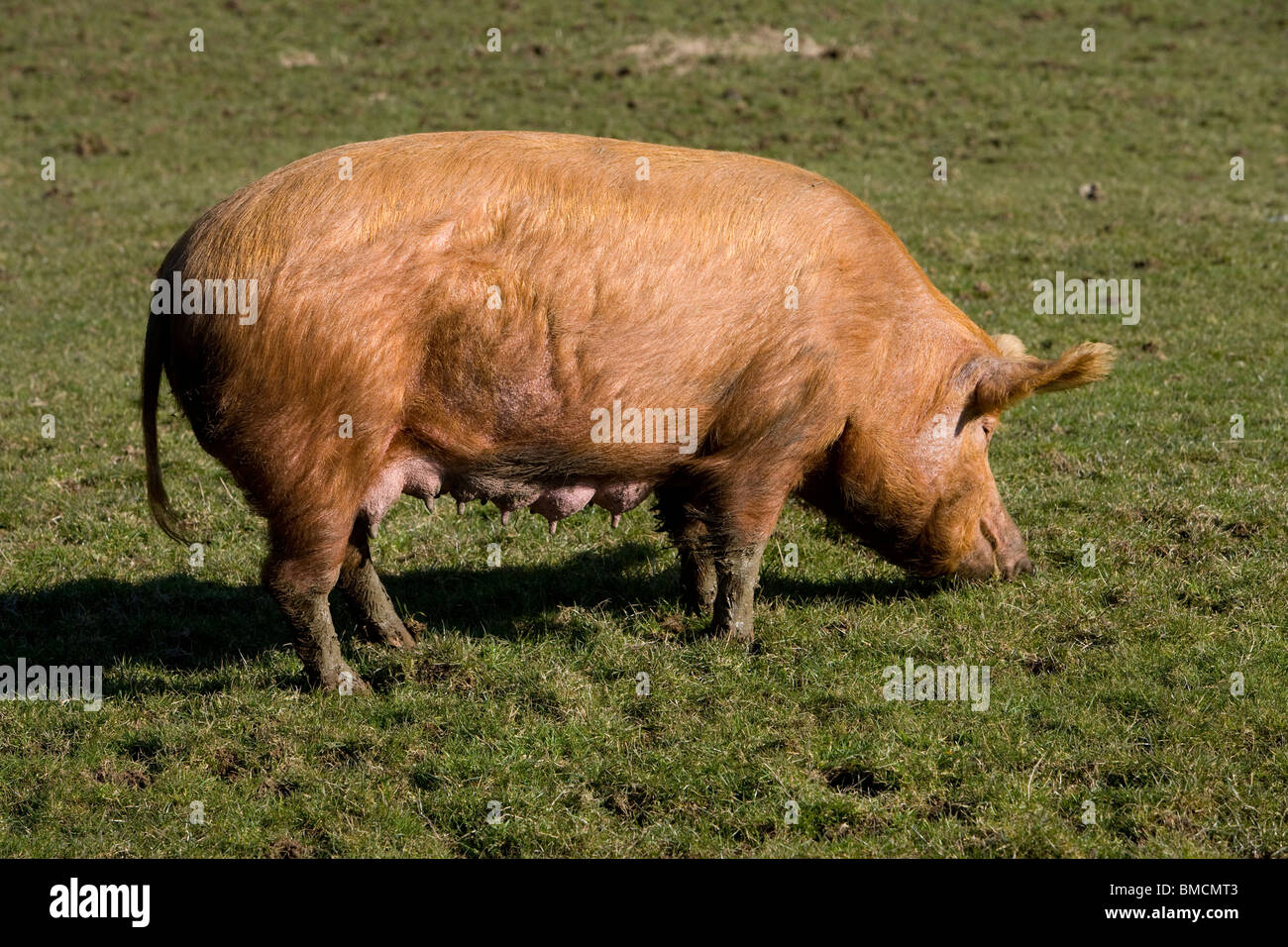 Tamworth pig grazing in a field. Gloucestershire. United Kingdom. Stock Photo
