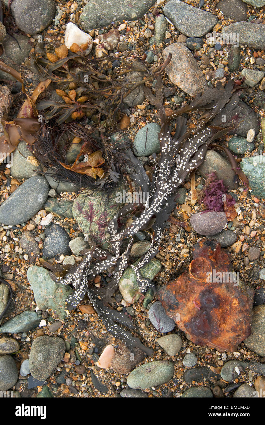 Seaweed and iron ore on Rhosneigr beach Anglesey Gwynedd Wales Cymru UK
