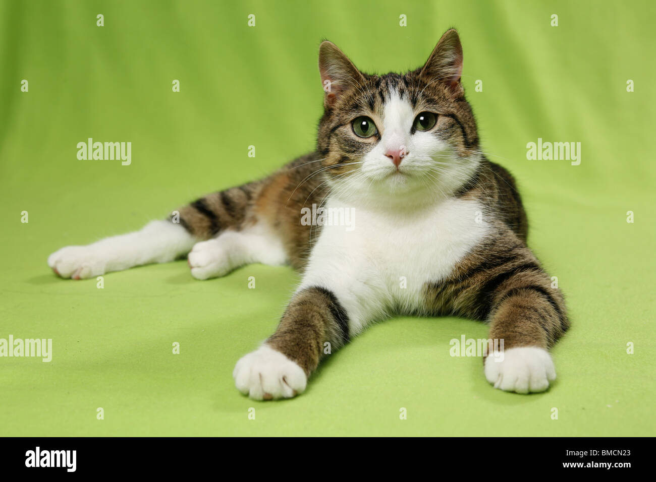 liegende Katze / lying cat Stock Photo
