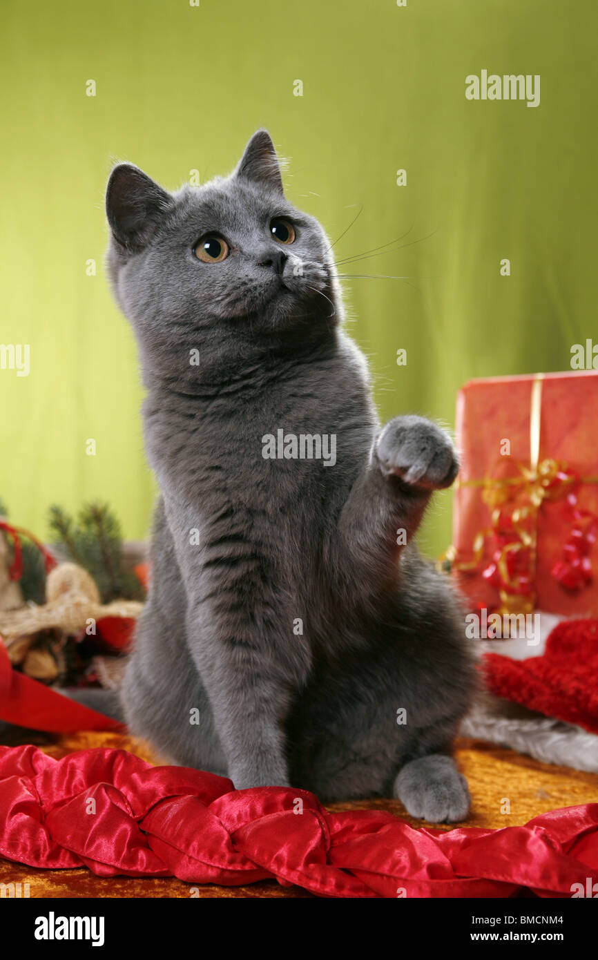 Britisch Kurzhaar / British Shorthair Stock Photo