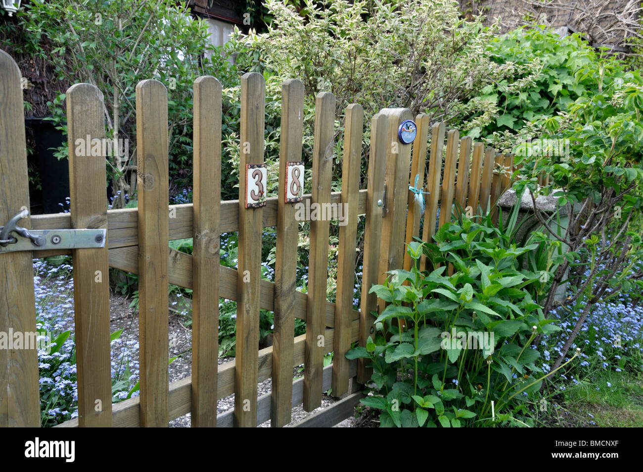 Wooden fence with forget-me-nots (Myosotis) Stock Photo
