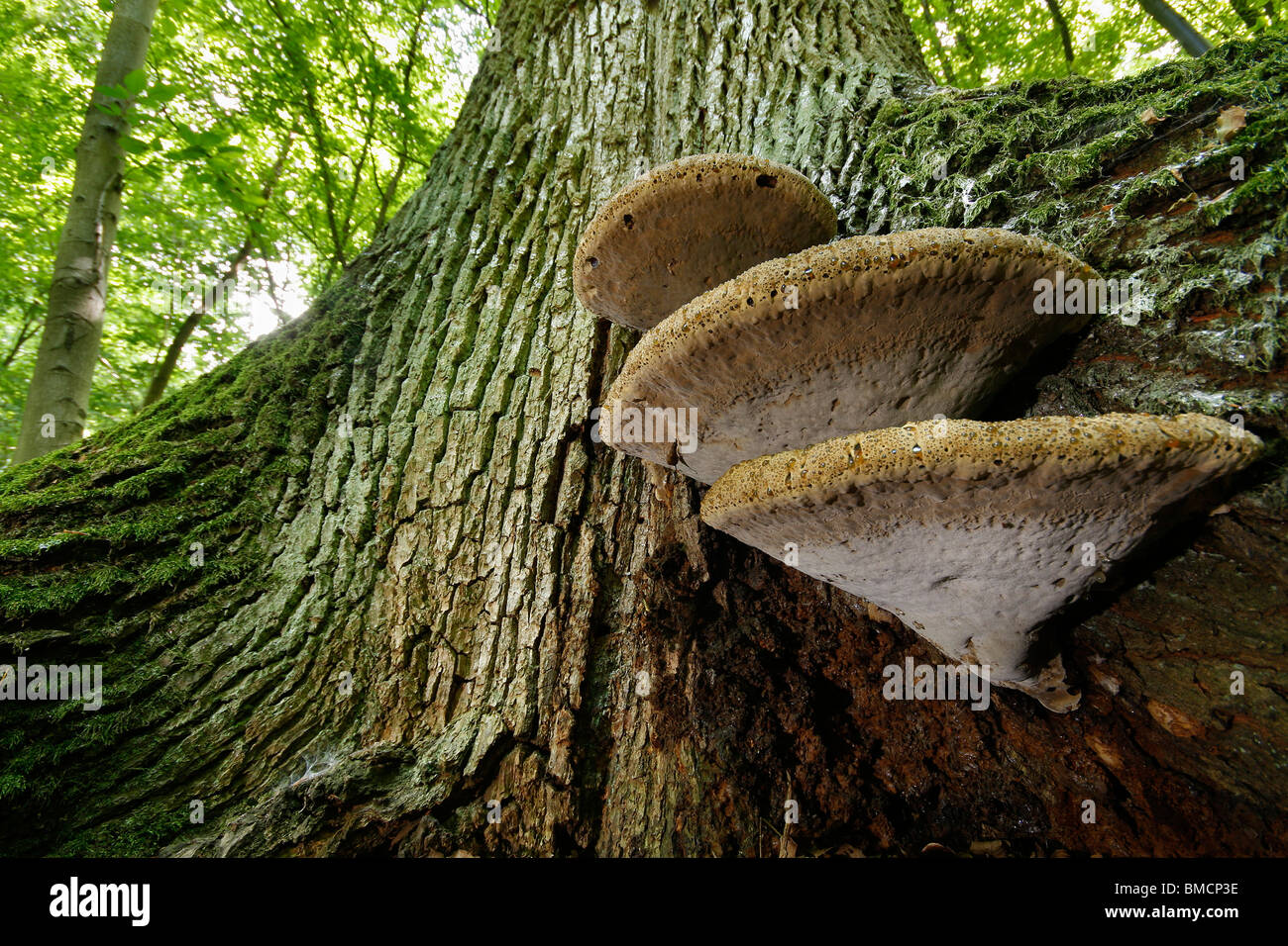 oak bracket (Inonotus dryadeus), growing on an old oak stem, Germany, Hesse Stock Photo