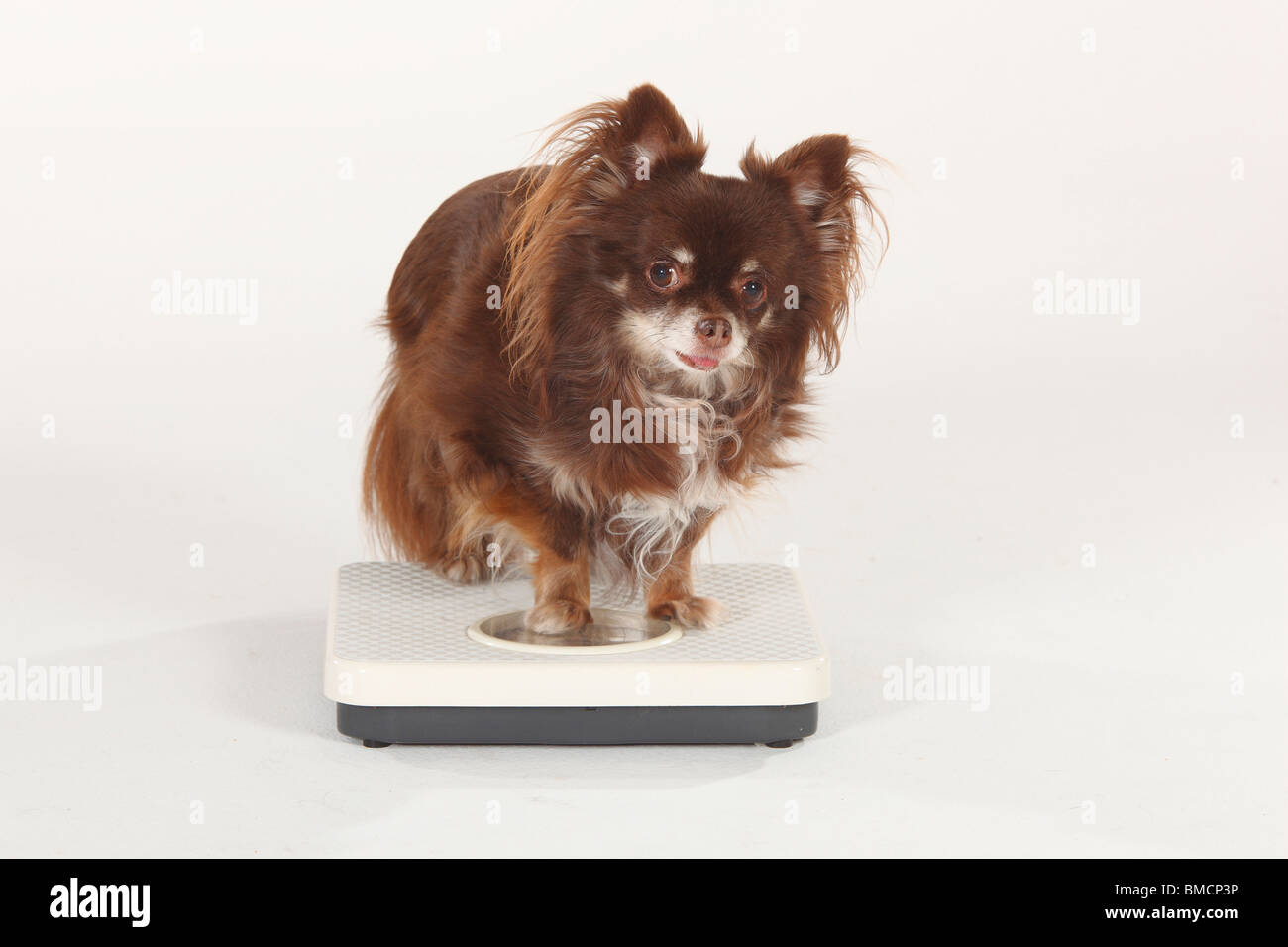 Chihuahua, longhaired, on scales Stock Photo