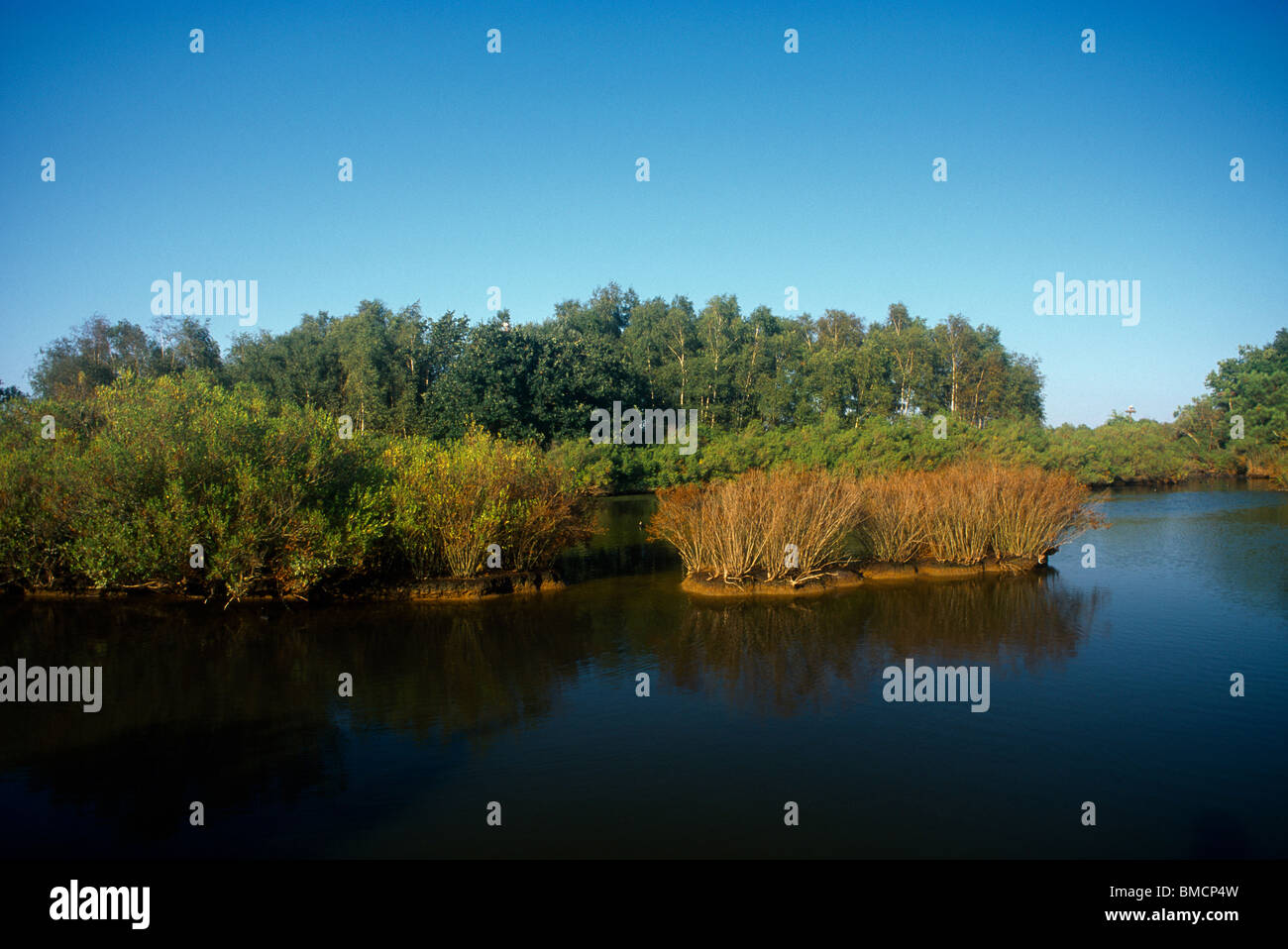 Le Teich France Parc Ornithologique Du Teich Nature Reserve Stock Photo