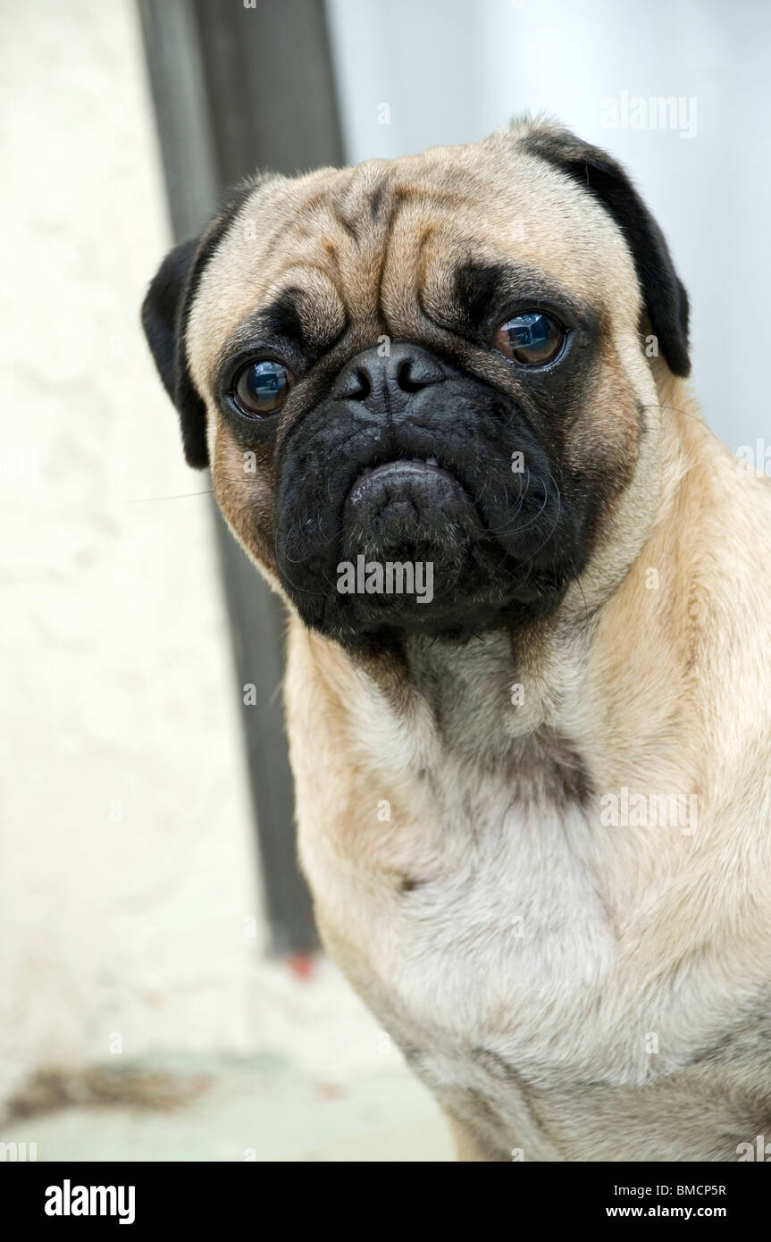 Pug Portrait Stock Photo