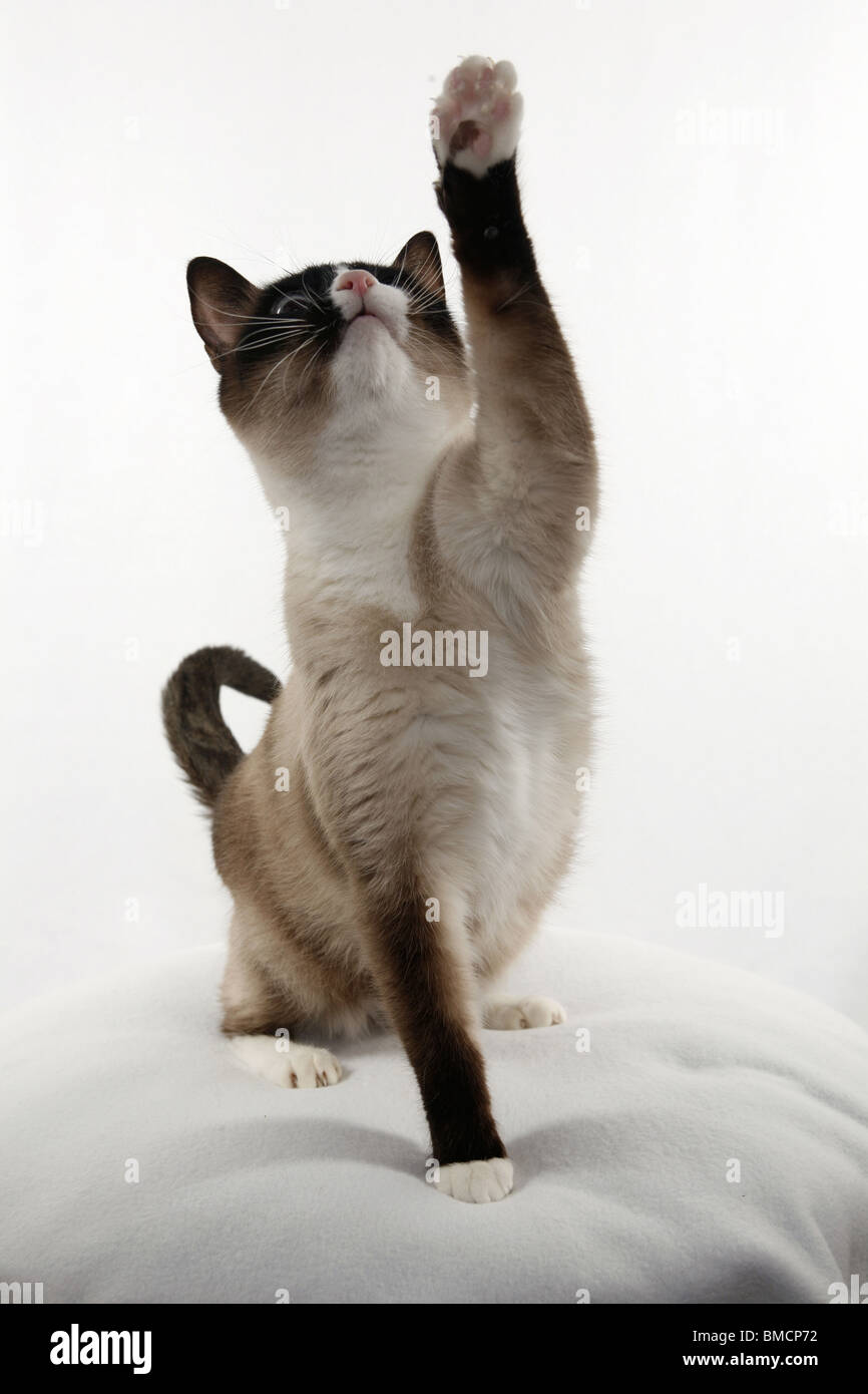 Seal point snowshoe cat hires stock photography and images Alamy