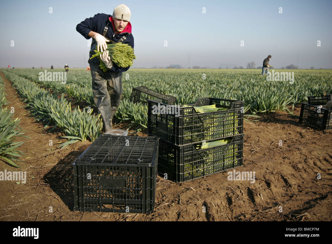 Migrant workers picking daffodils in the fields of the Linconshire Fens Stock Photo