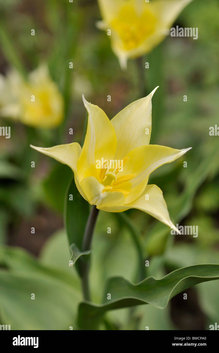 Lily-flowered tulip (Tulipa White Elegance) Stock Photo