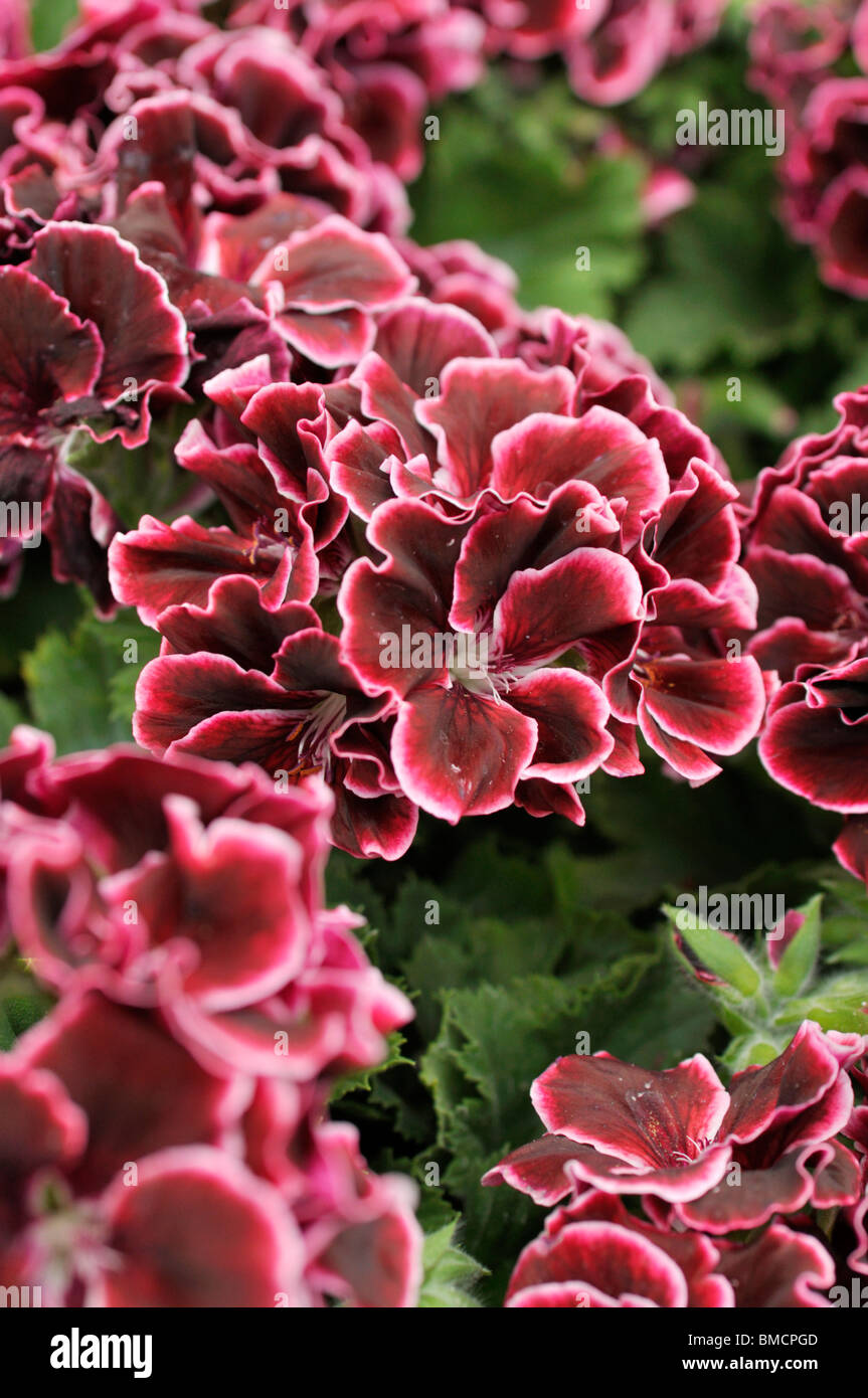 Pelargonium (Pelargonium grandiflorum 'Aristo Beauty') Stock Photo