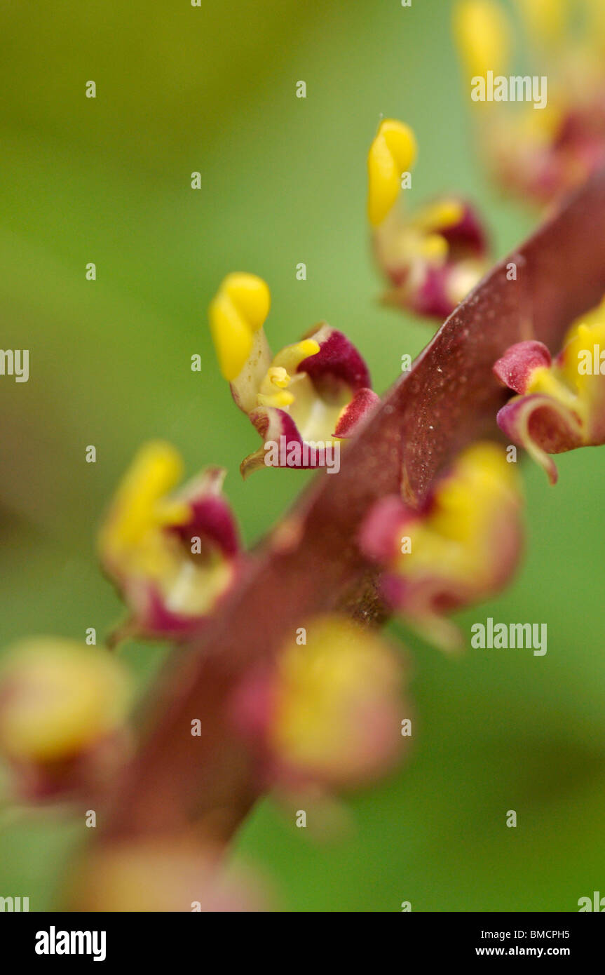 Bulbophyllum falcatum Stock Photo