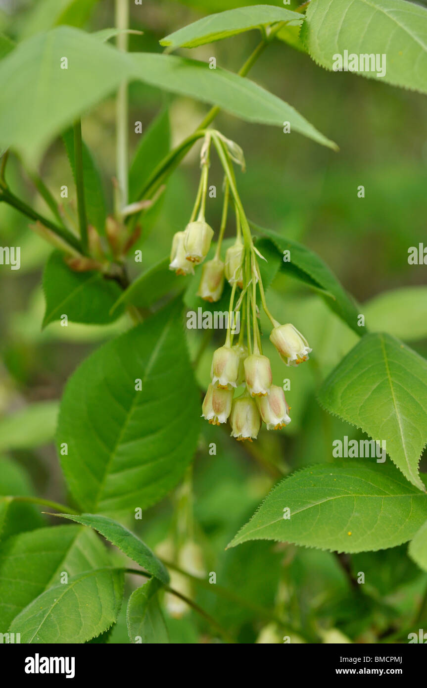 American bladdernut (Staphylea trifolia) Stock Photo