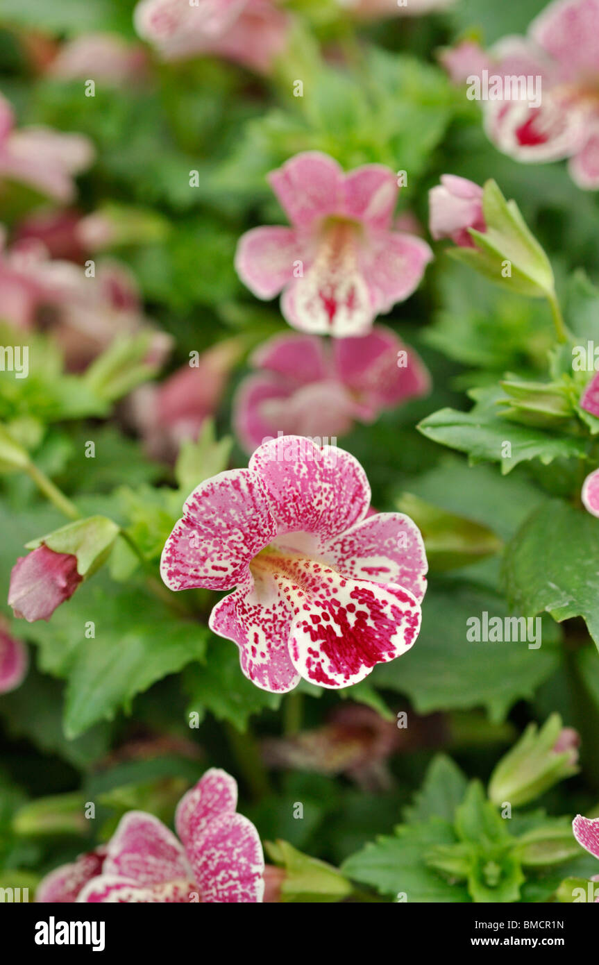 Common monkey flower (Mimulus guttatus 'Magic Mix') Stock Photo