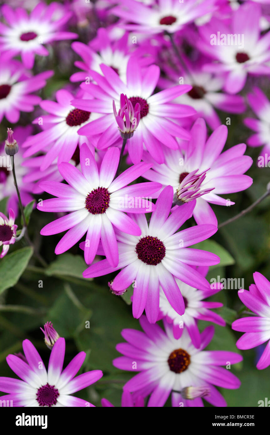 Cineraria (Pericallis Senetti Magenta Bicolor) Stock Photo