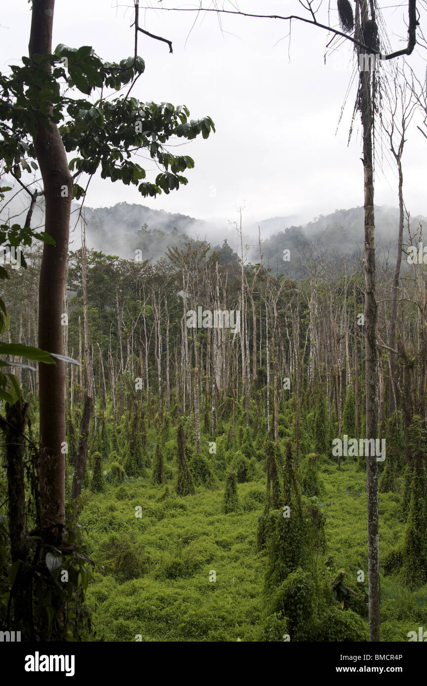 Destructive weeds killing trees along the Kokoda Trail, Papua New