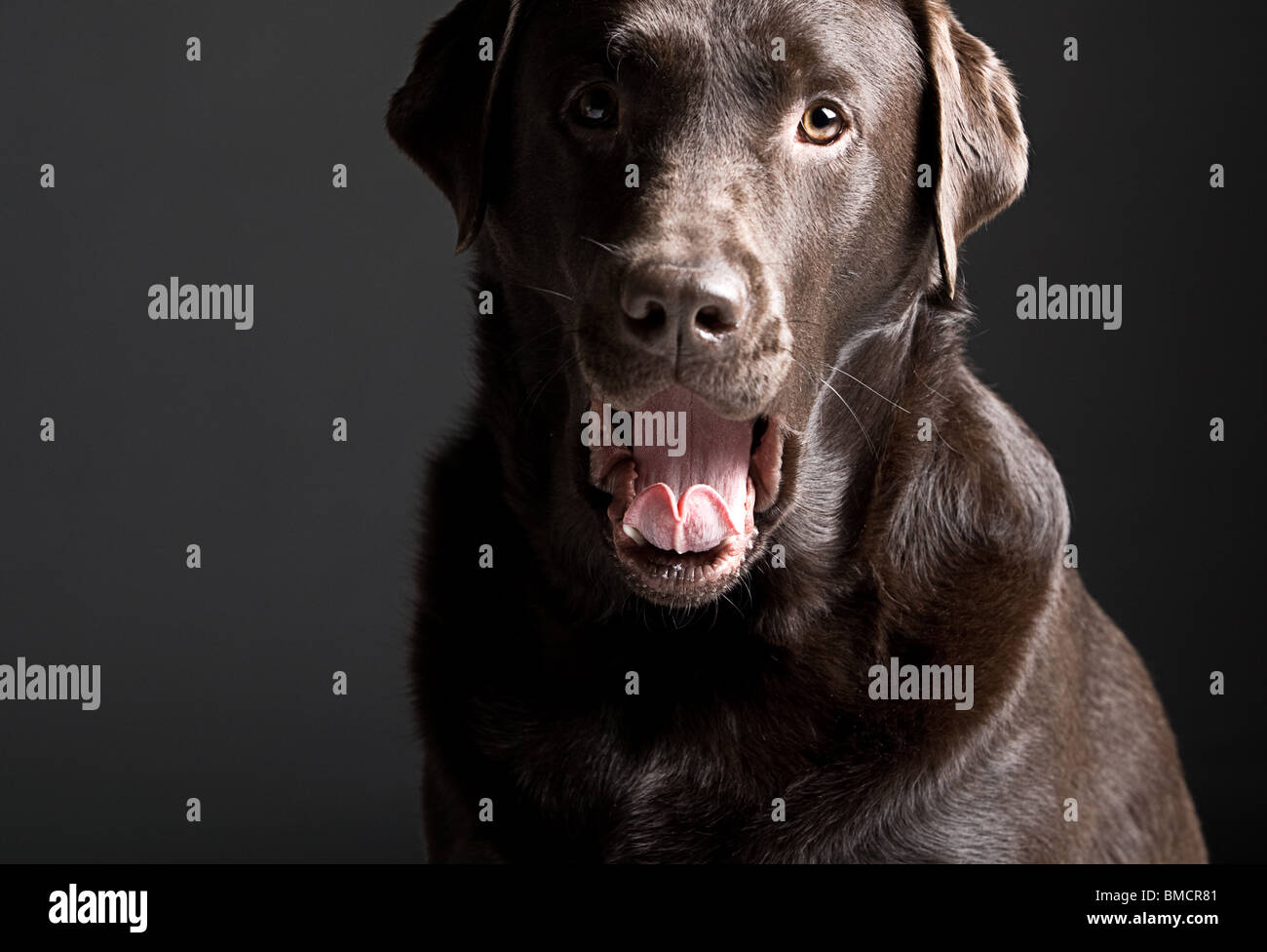 Low Key Shot of a Chocolate Labrador Yawning Stock Photo