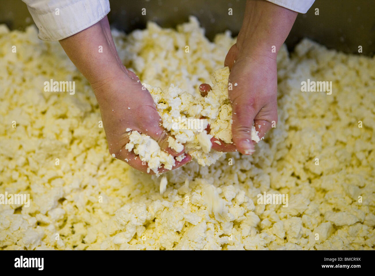 Cheese maker making traditional Single and Double Gloucester cheeses