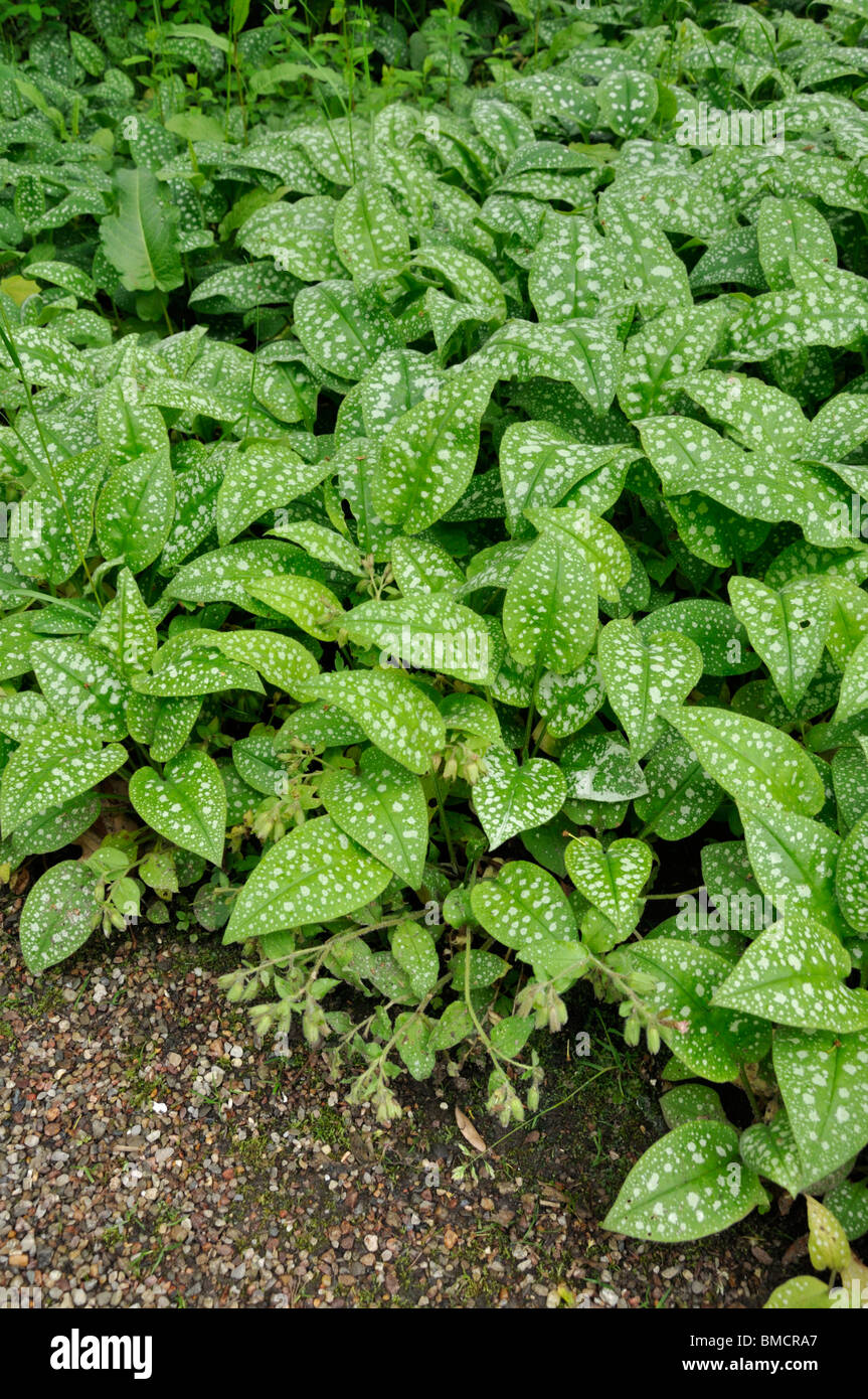 Common lungwort (Pulmonaria officinalis) Stock Photo