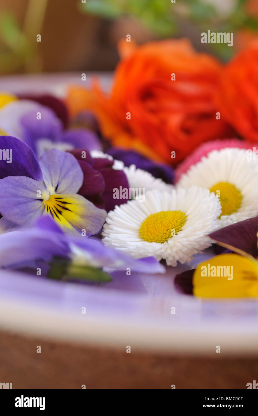 Common daisy (Bellis perennis) and horned pansies (Viola cornuta), cut flowers on a plate Stock Photo