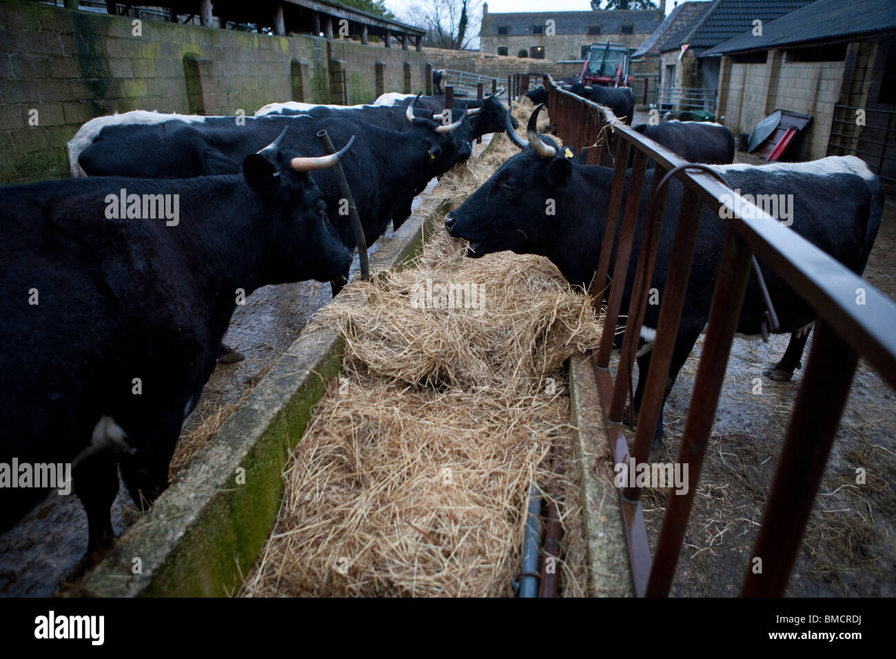 Cattle trough feeding uk organic hires stock photography and images Alamy