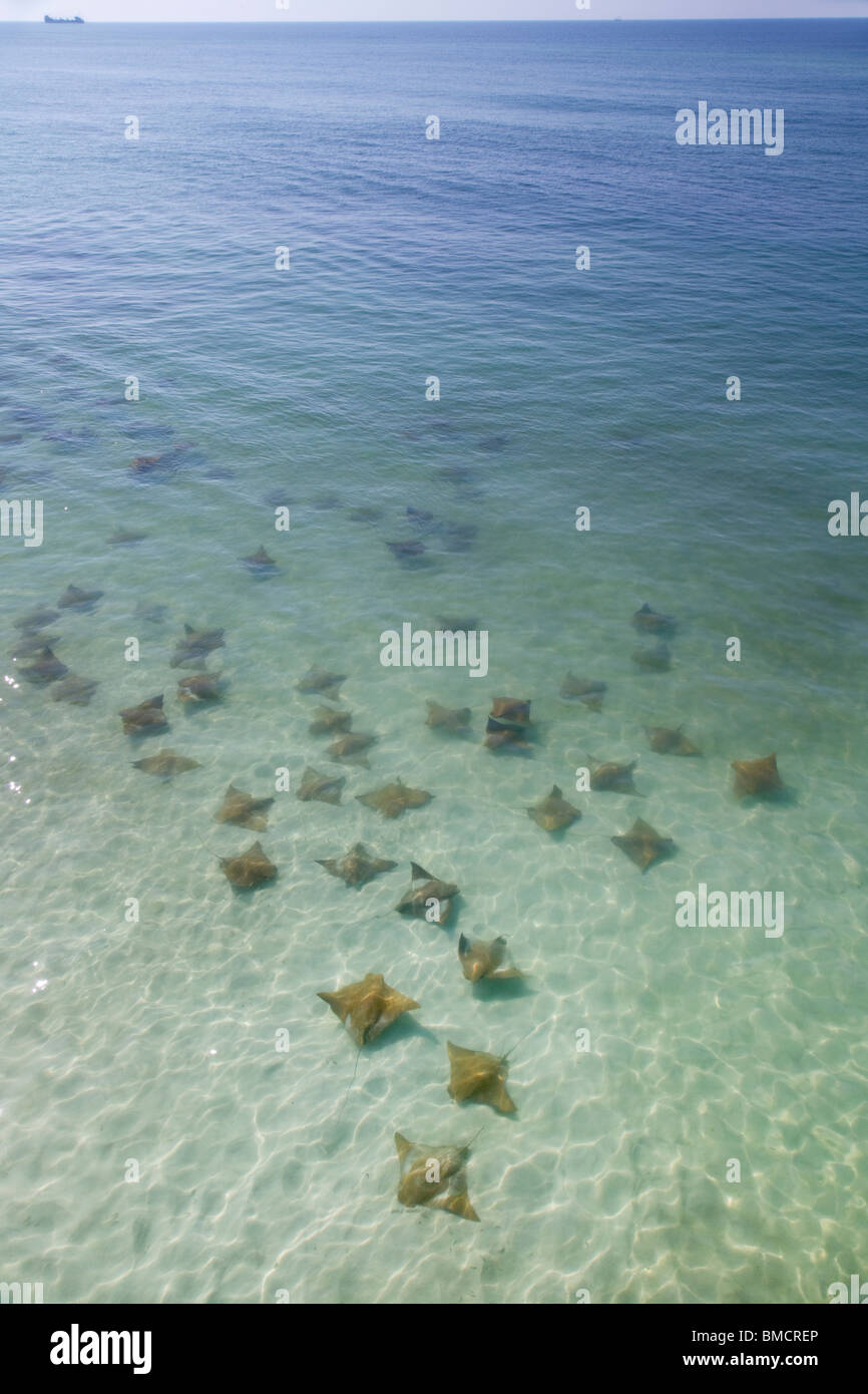 A run of common eagle rays (Myliobatis aquila) along the coast of the Gulf of Mexico (Florida). Stock Photo