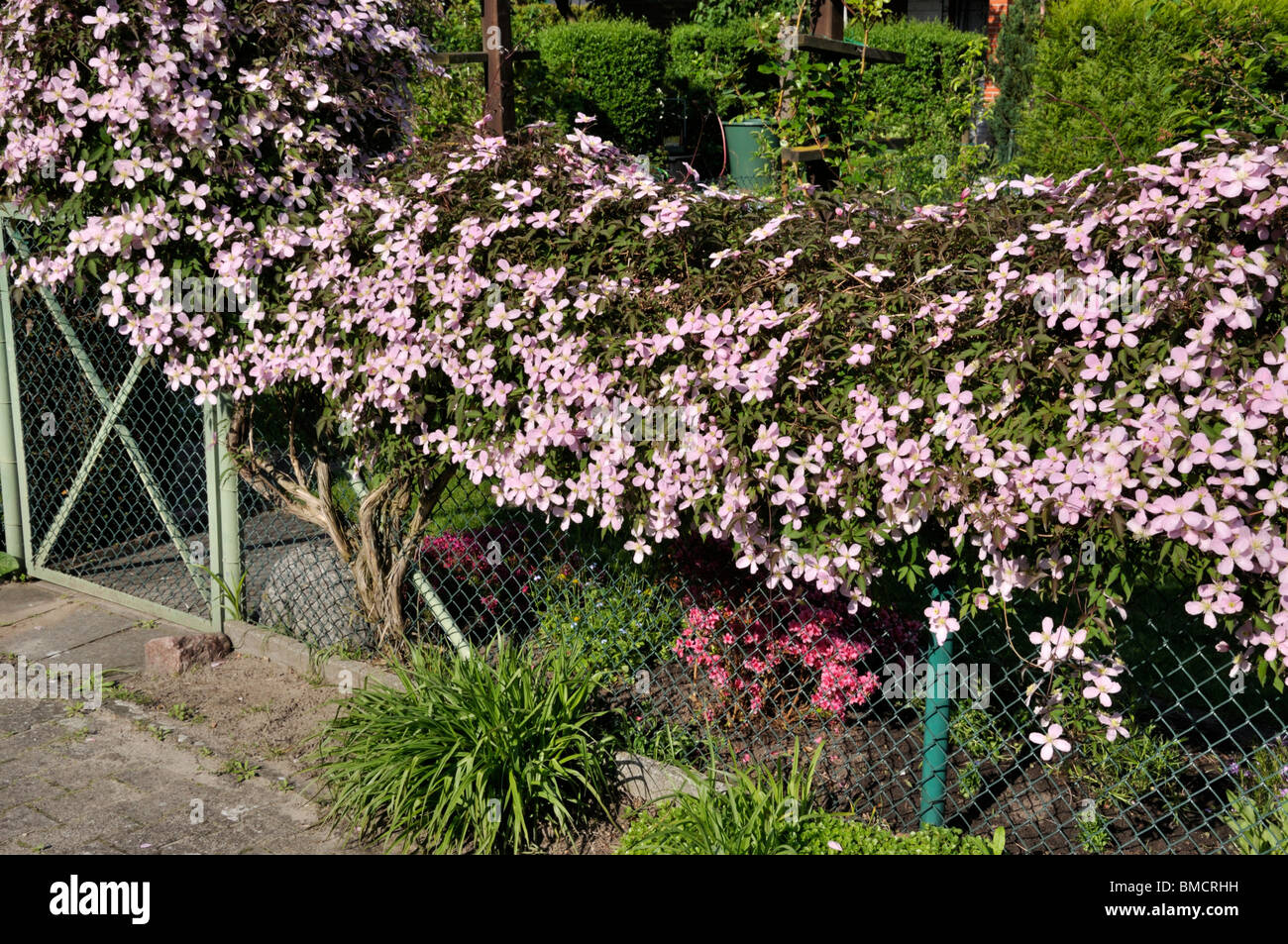 Anemone clematis (Clematis montana 'Tetrarose') Stock Photo