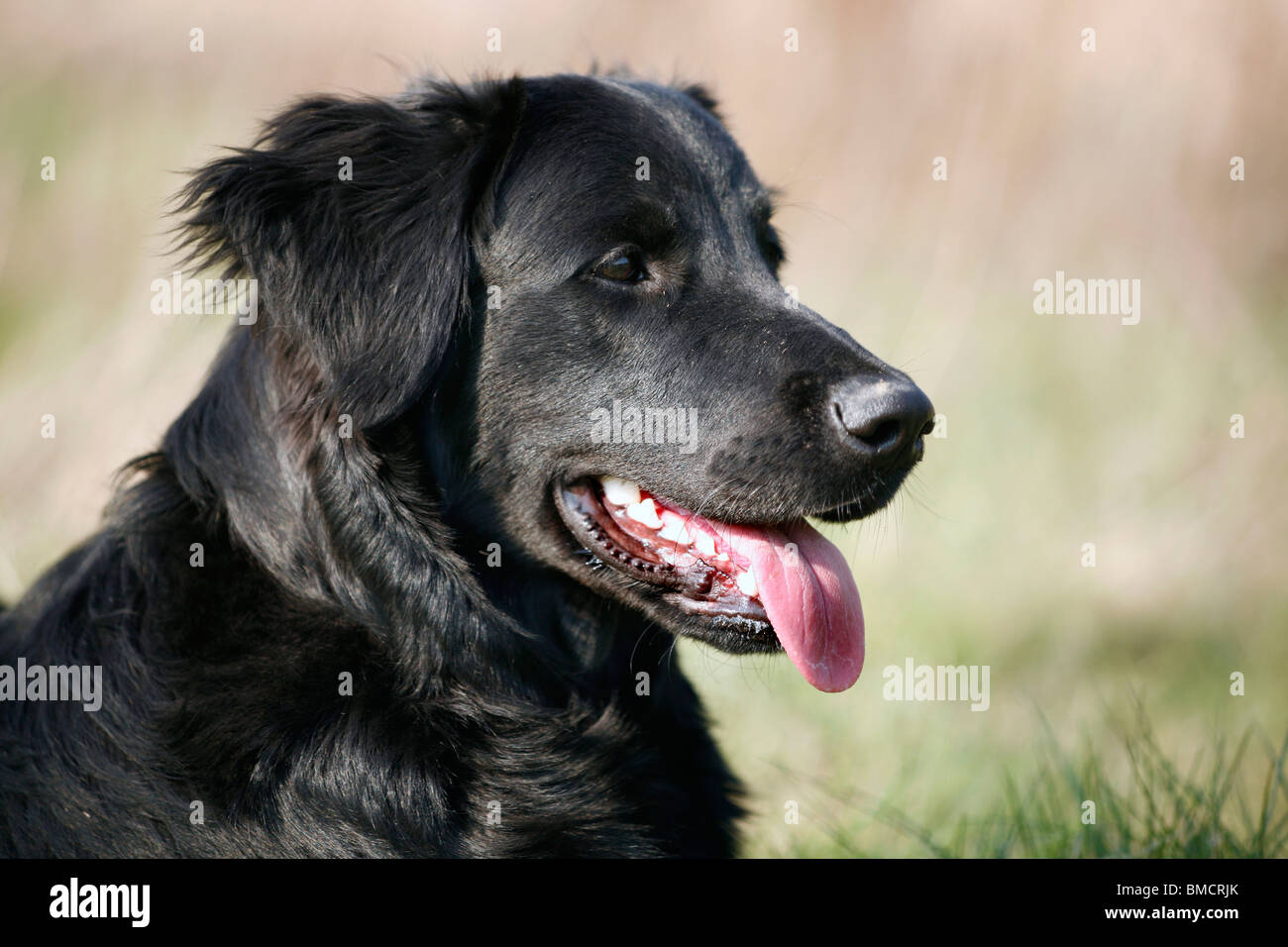 Schwarzer Hund High Resolution Stock Photography and Images - Alamy