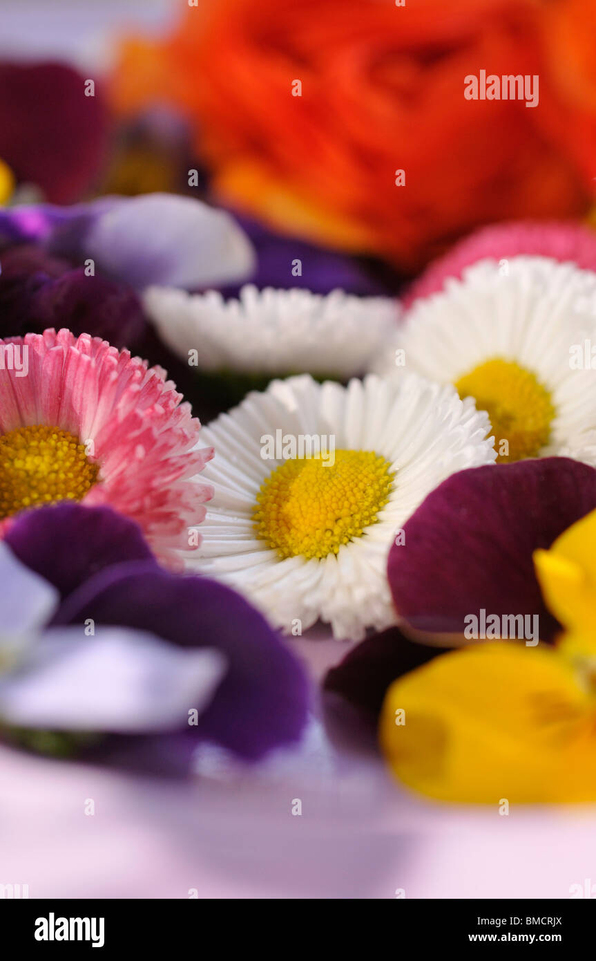 Common daisy (Bellis perennis) and horned pansies (Viola cornuta), cut flowers on a plate Stock Photo