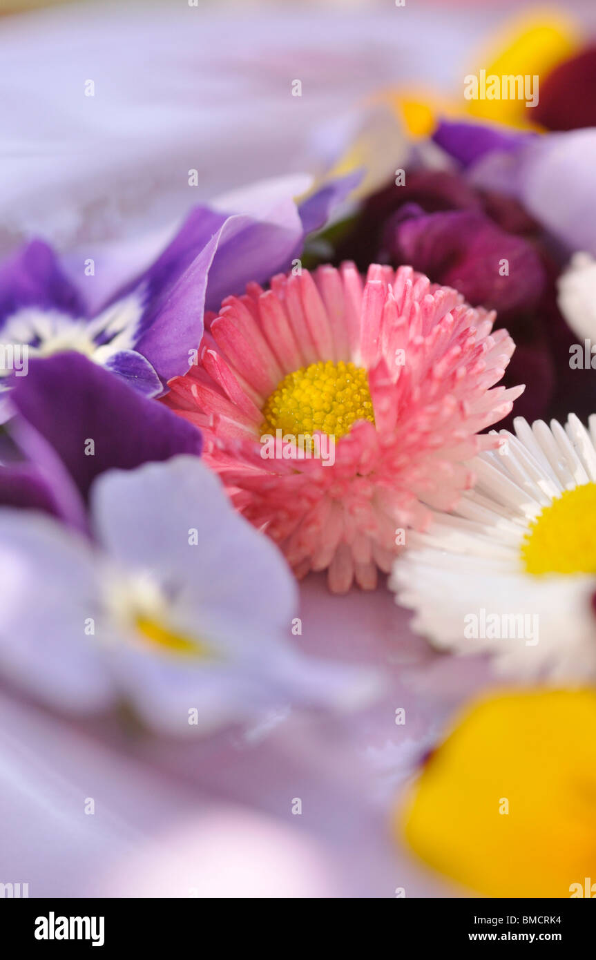 Common daisy (Bellis perennis) and horned pansies (Viola cornuta), cut flowers on a plate Stock Photo