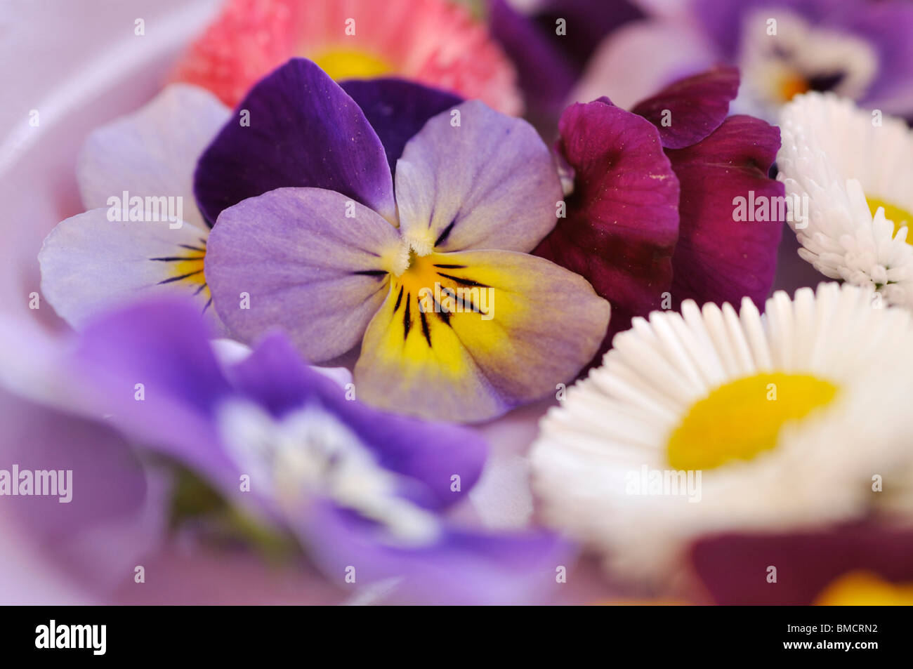 Horned pansies (Viola cornuta) and common daisy (Bellis perennis), cut flowers on a plate Stock Photo