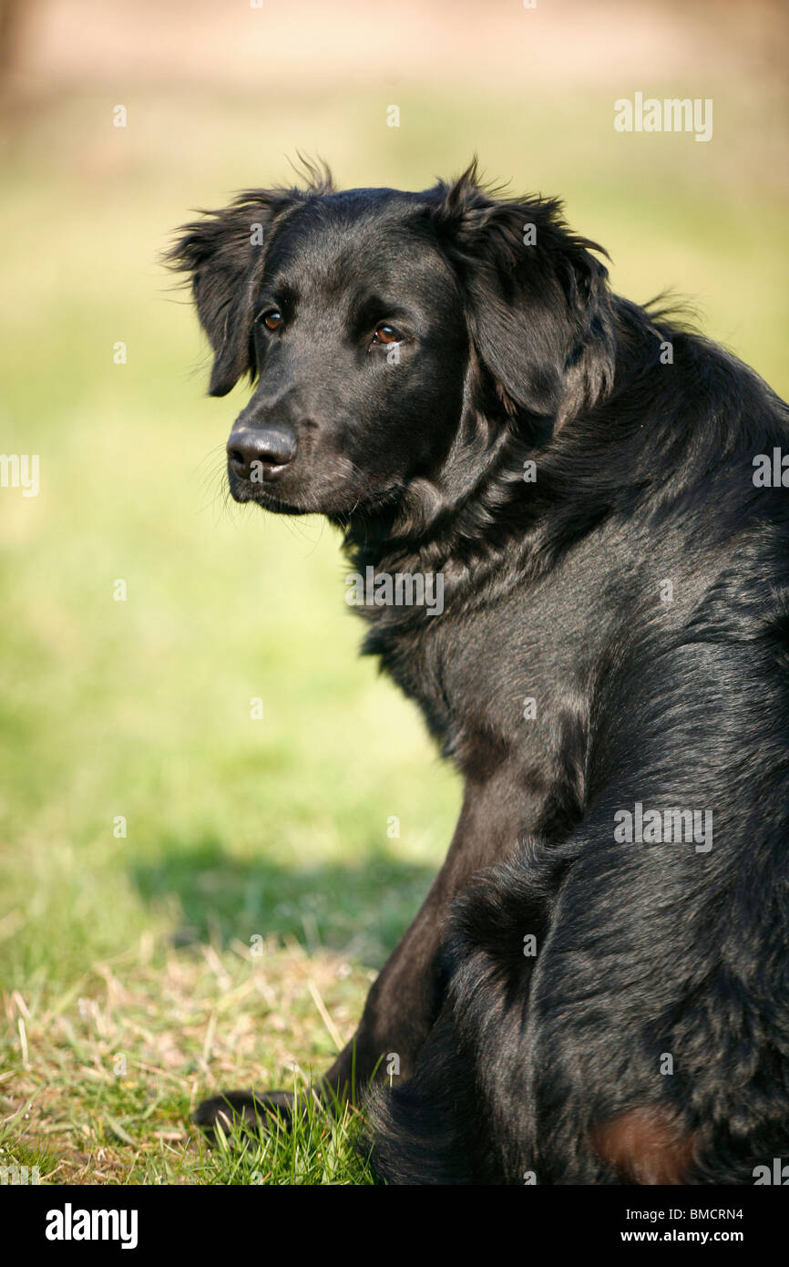 schwarzer Hund / black dog Stock Photo - Alamy